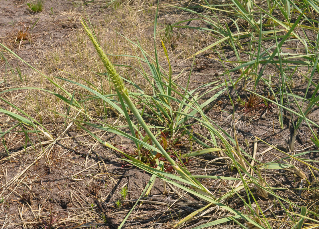 Image of genus Leymus specimen.