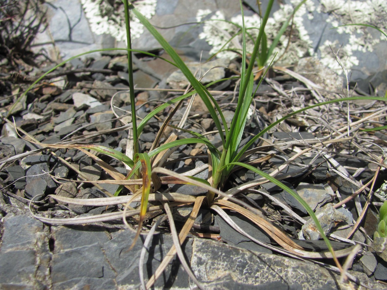 Image of genus Carex specimen.