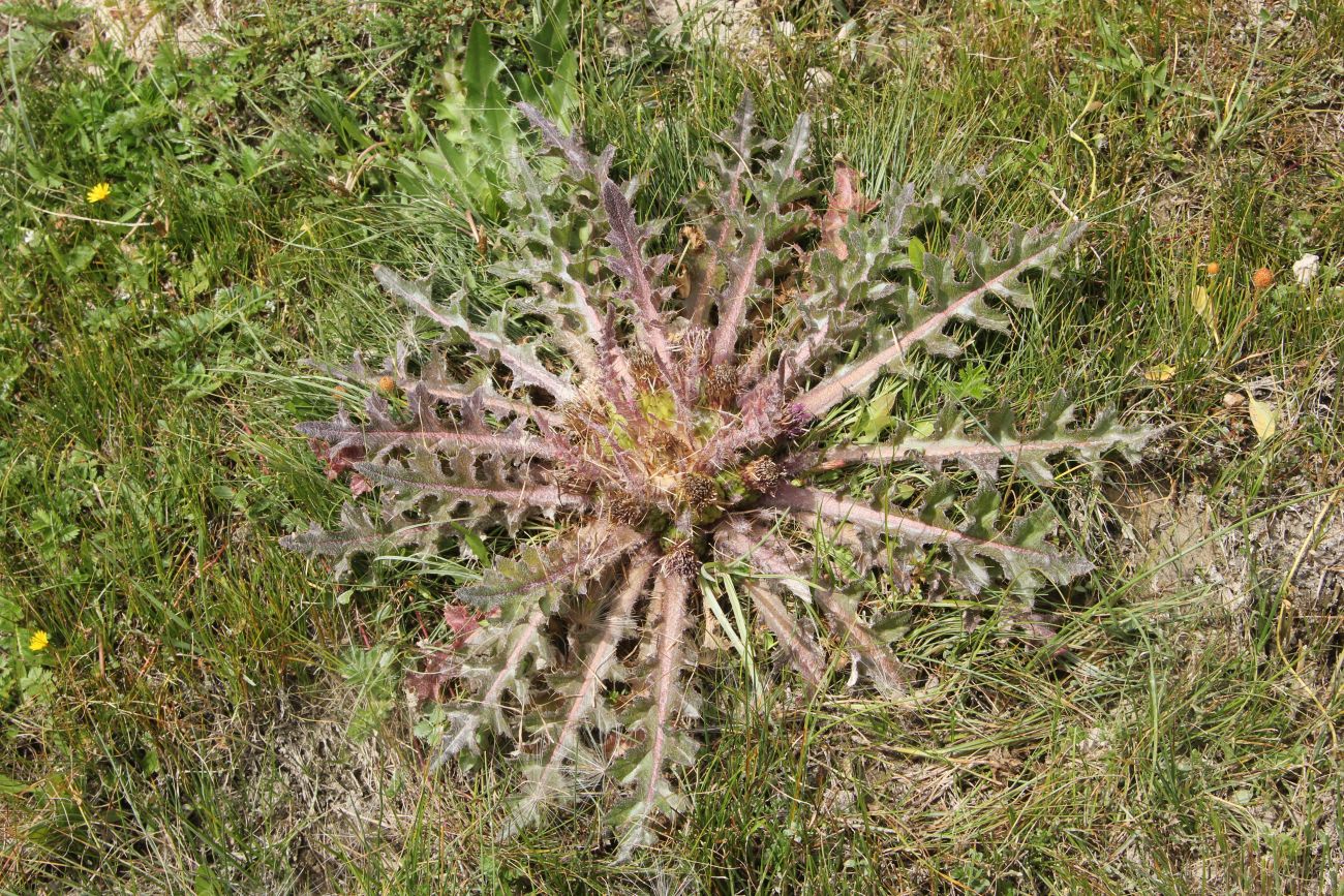 Изображение особи Cirsium esculentum.