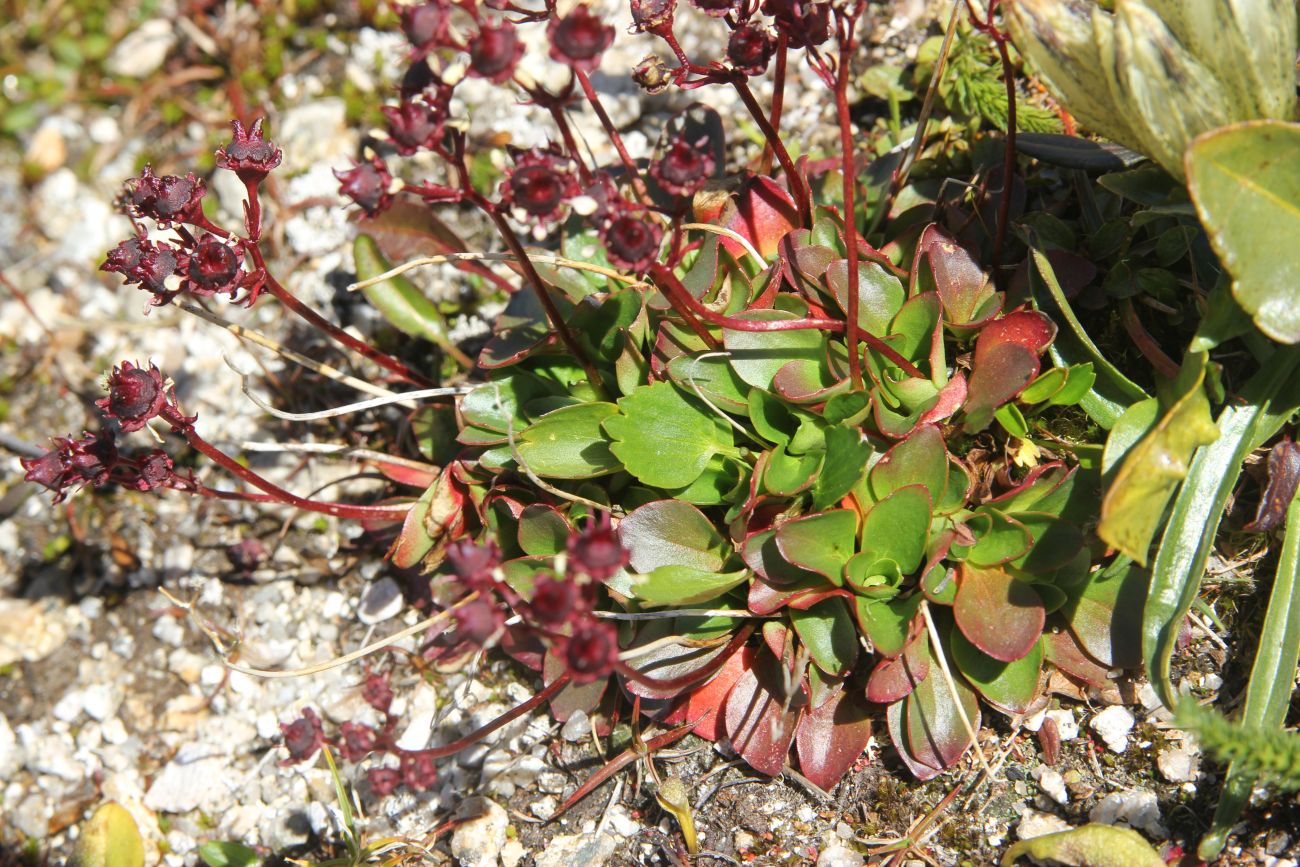 Image of Micranthes melaleuca specimen.