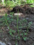 Equisetum hyemale. Побеги. Северная Осетия, Алагирский р-н, долина р. Цеядон, ок. 2000 м н.у.м., нарушенное место в лесу. 31.07.2021.