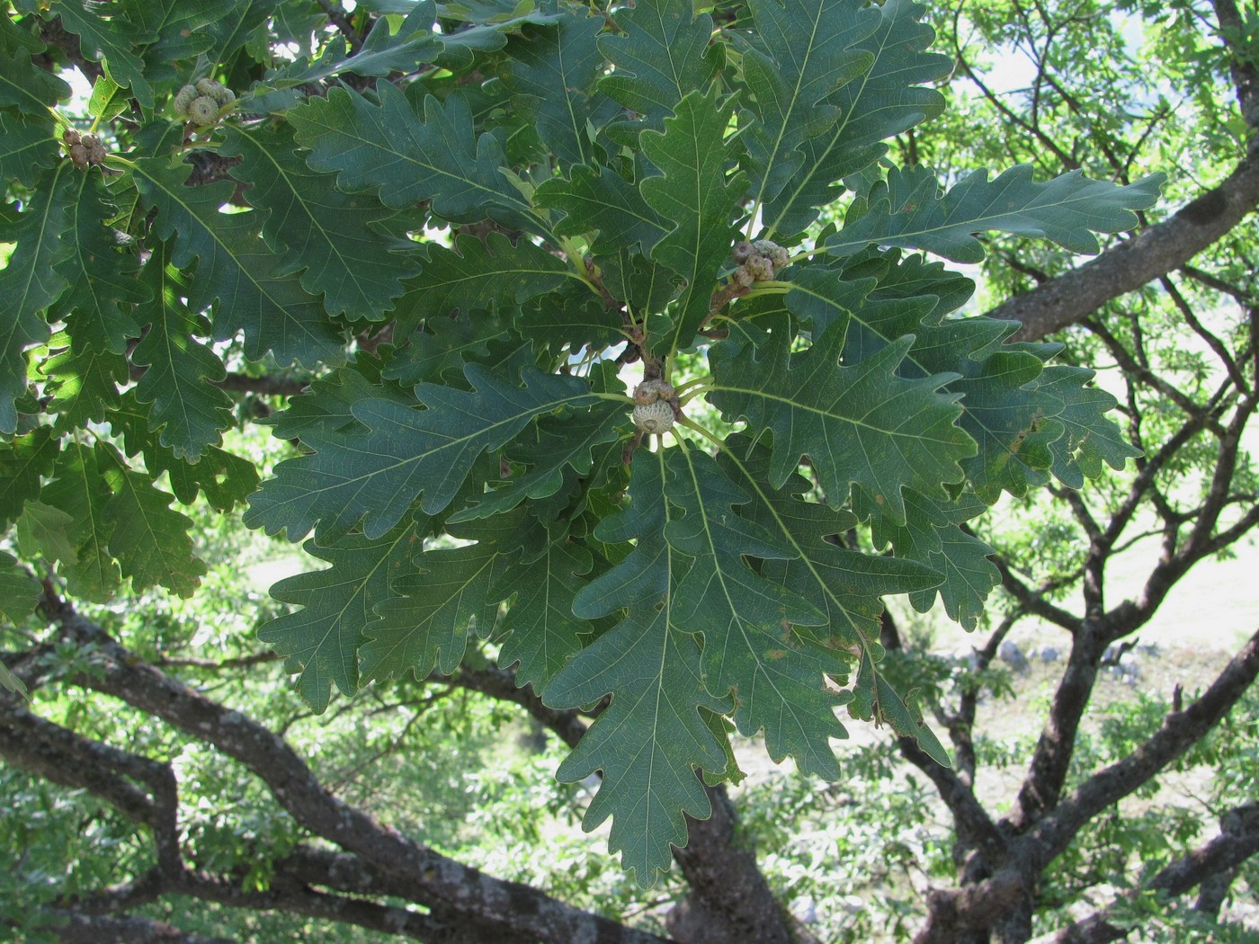 Image of Quercus petraea specimen.