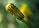 Crepis paludosa. Развивающееся соцветие-корзинка. Москва, заказник \"Тёплый Стан\", смешанный лес. 18.06.2021.