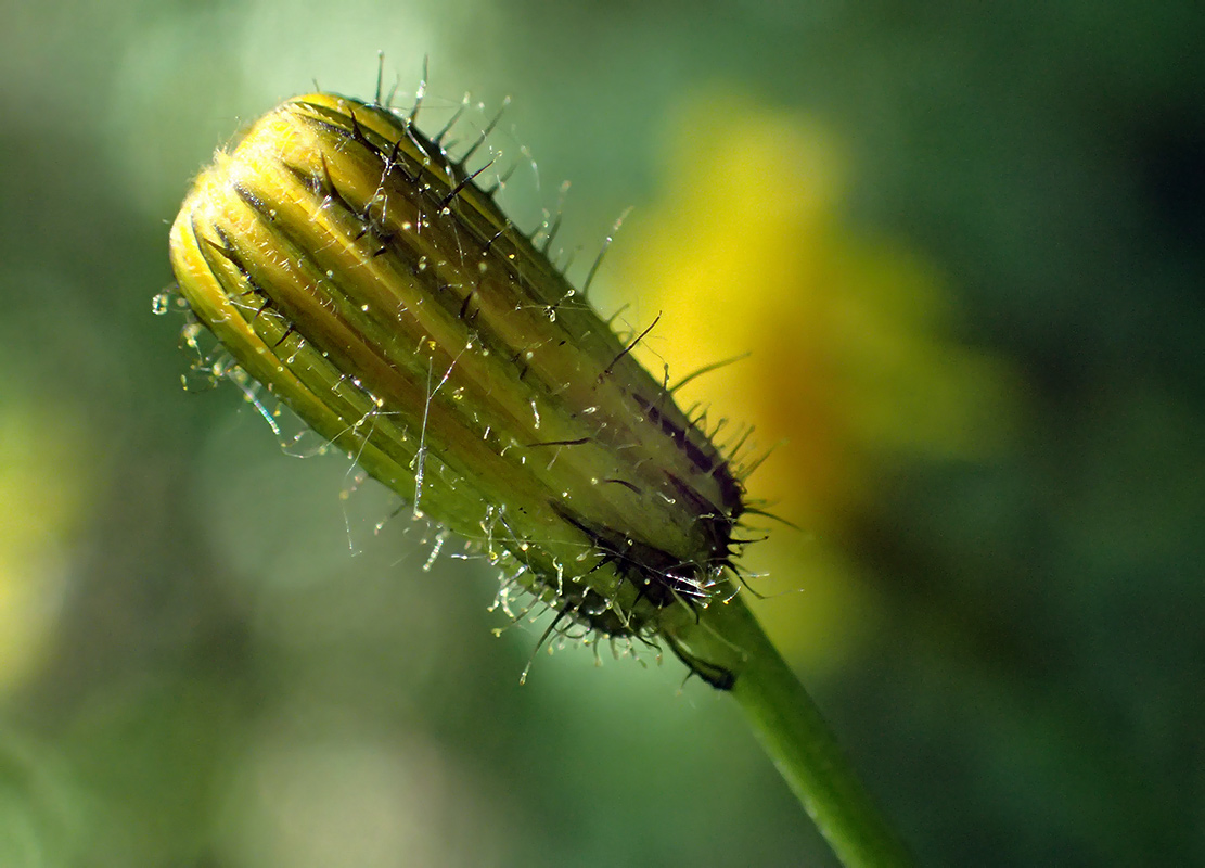 Image of Crepis paludosa specimen.