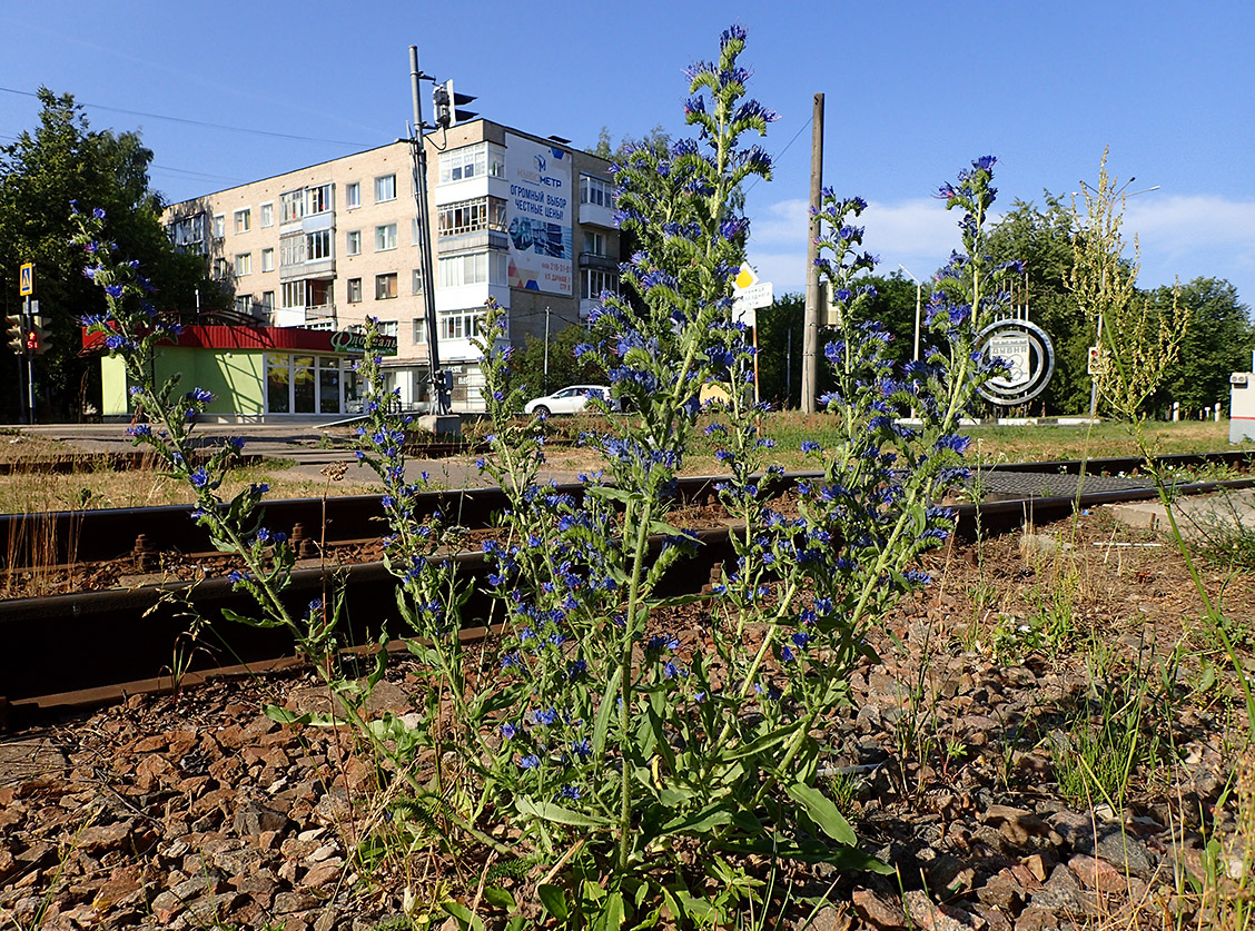 Изображение особи Echium vulgare.