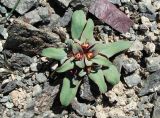Euphorbia rapulum