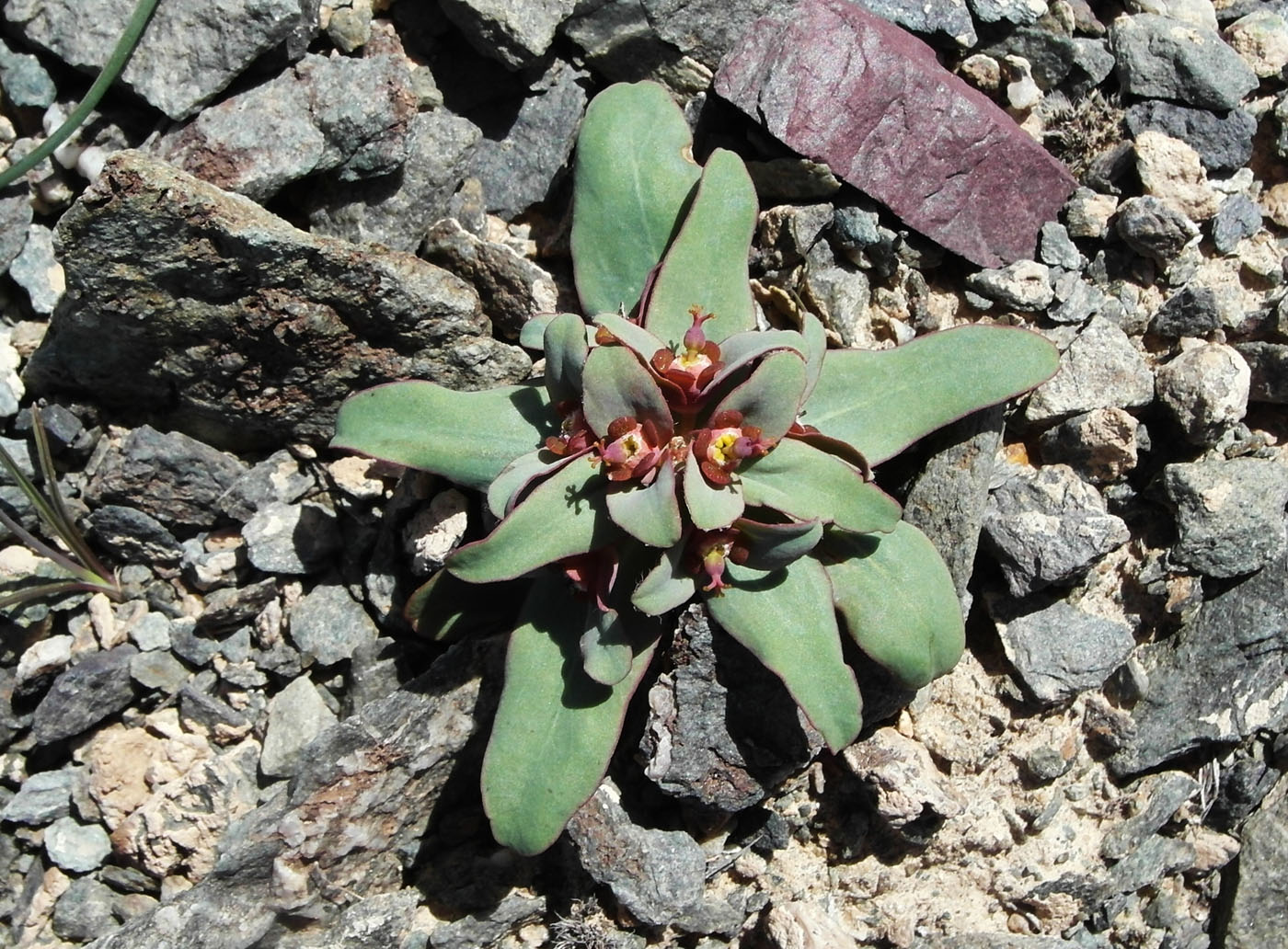 Изображение особи Euphorbia rapulum.