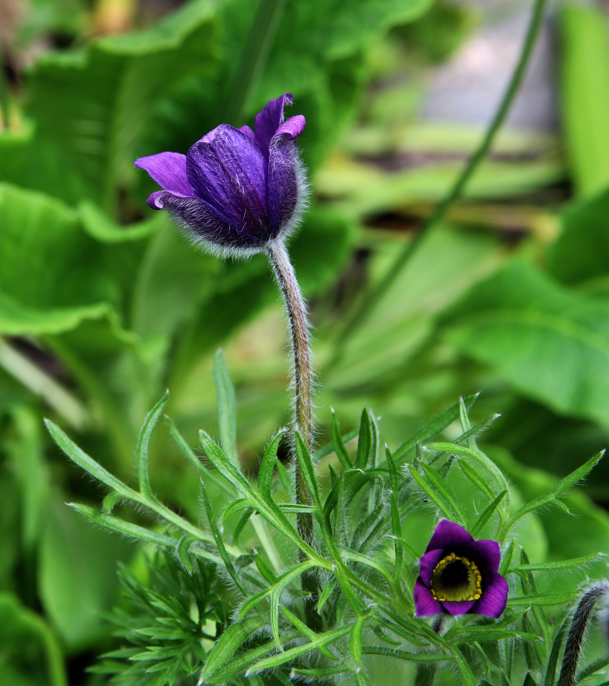 Image of Pulsatilla regeliana specimen.