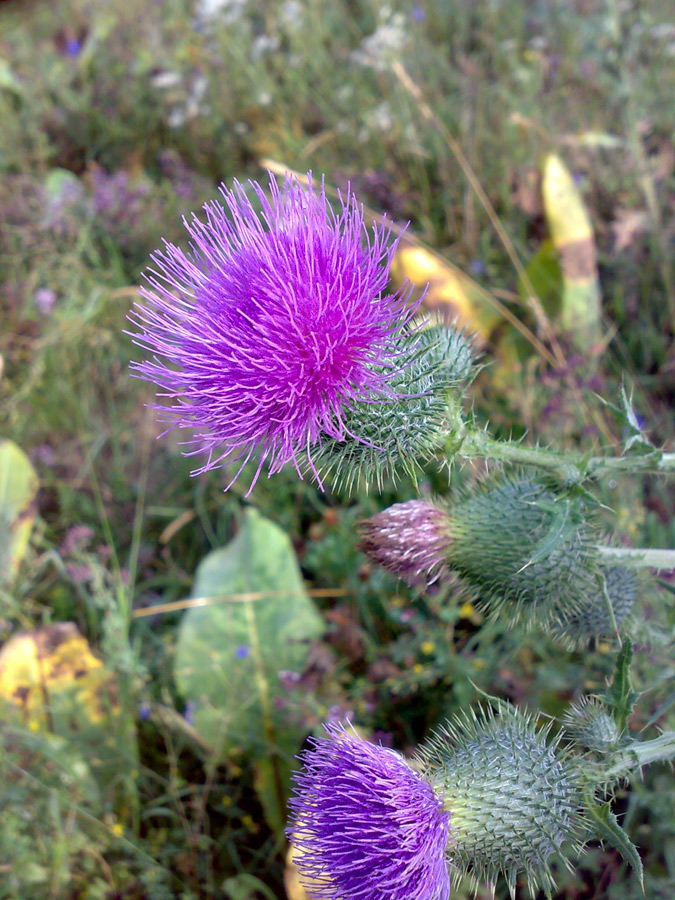 Изображение особи Cirsium vulgare.