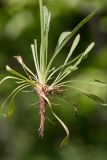 Silene chlorantha