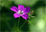 Geranium palustre