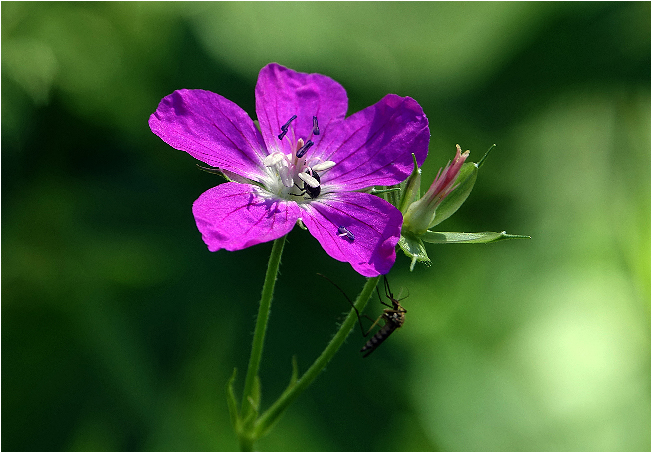 Изображение особи Geranium palustre.