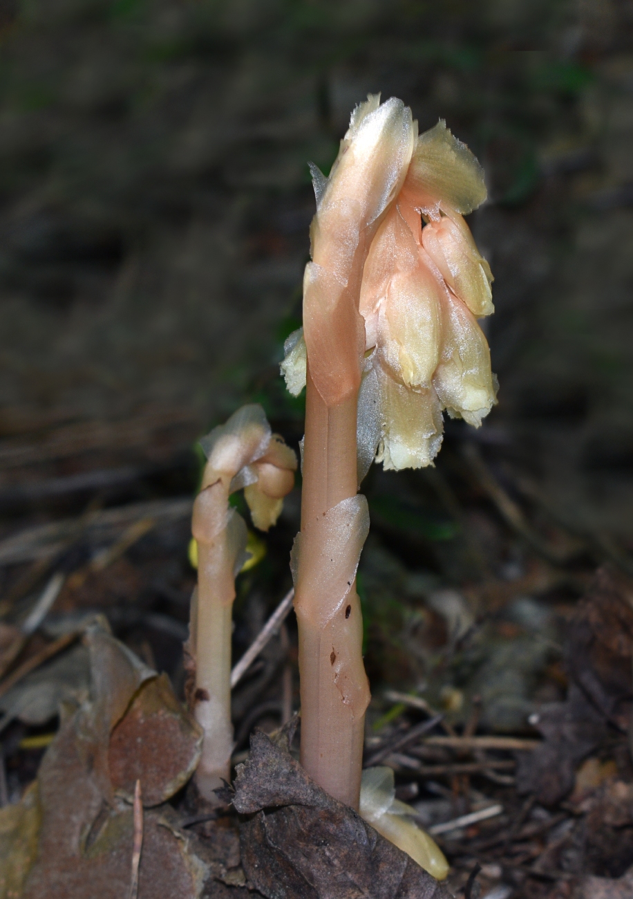 Image of Hypopitys monotropa specimen.