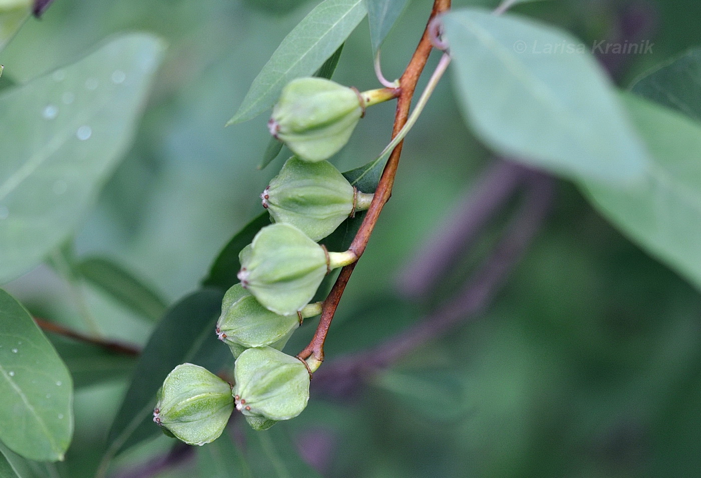 Image of Exochorda racemosa specimen.