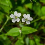 Cerastium pauciflorum. Цветки, вид сверху. Челябинская обл., Нязепетровский р-н, Шемахинское сельское поселение, окр. с. Арасланово, подножие камня Лось, опушка соснового леса. 3 июля 2022 г.