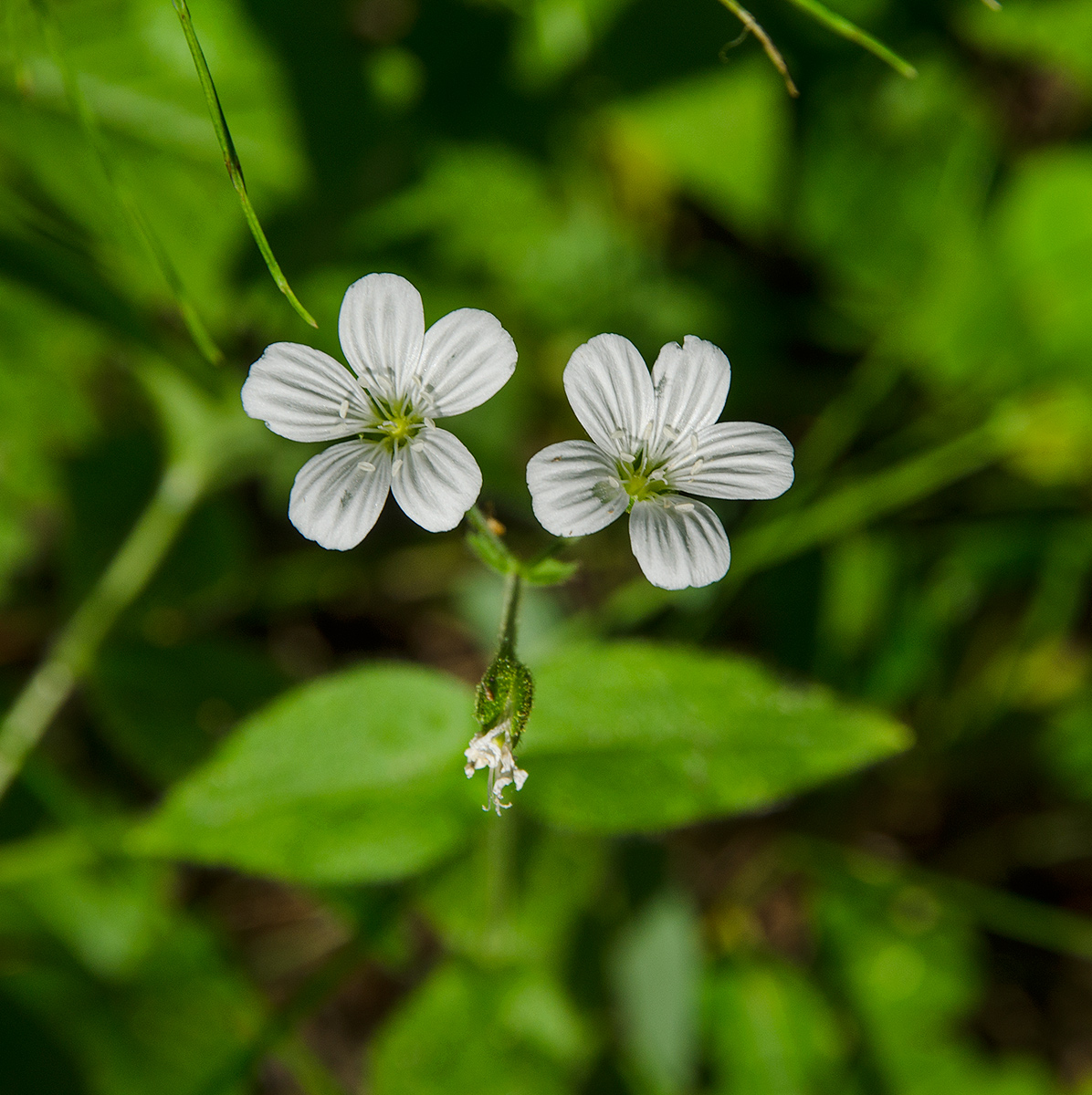 Изображение особи Cerastium pauciflorum.