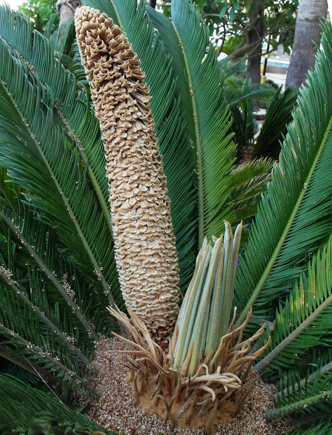 Изображение особи Cycas revoluta.