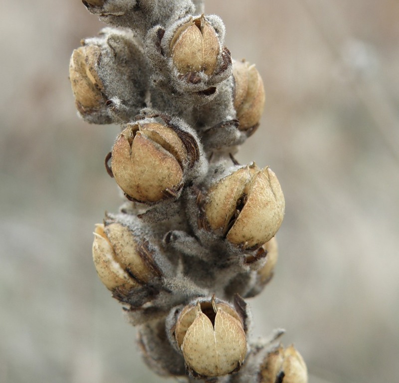 Изображение особи Verbascum ovalifolium.