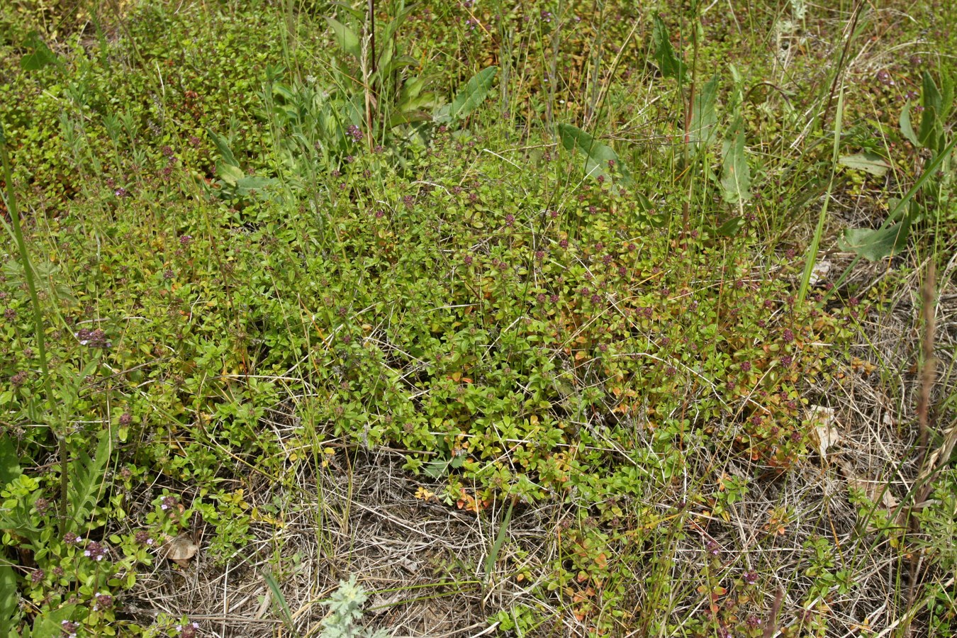 Изображение особи Thymus ovatus.