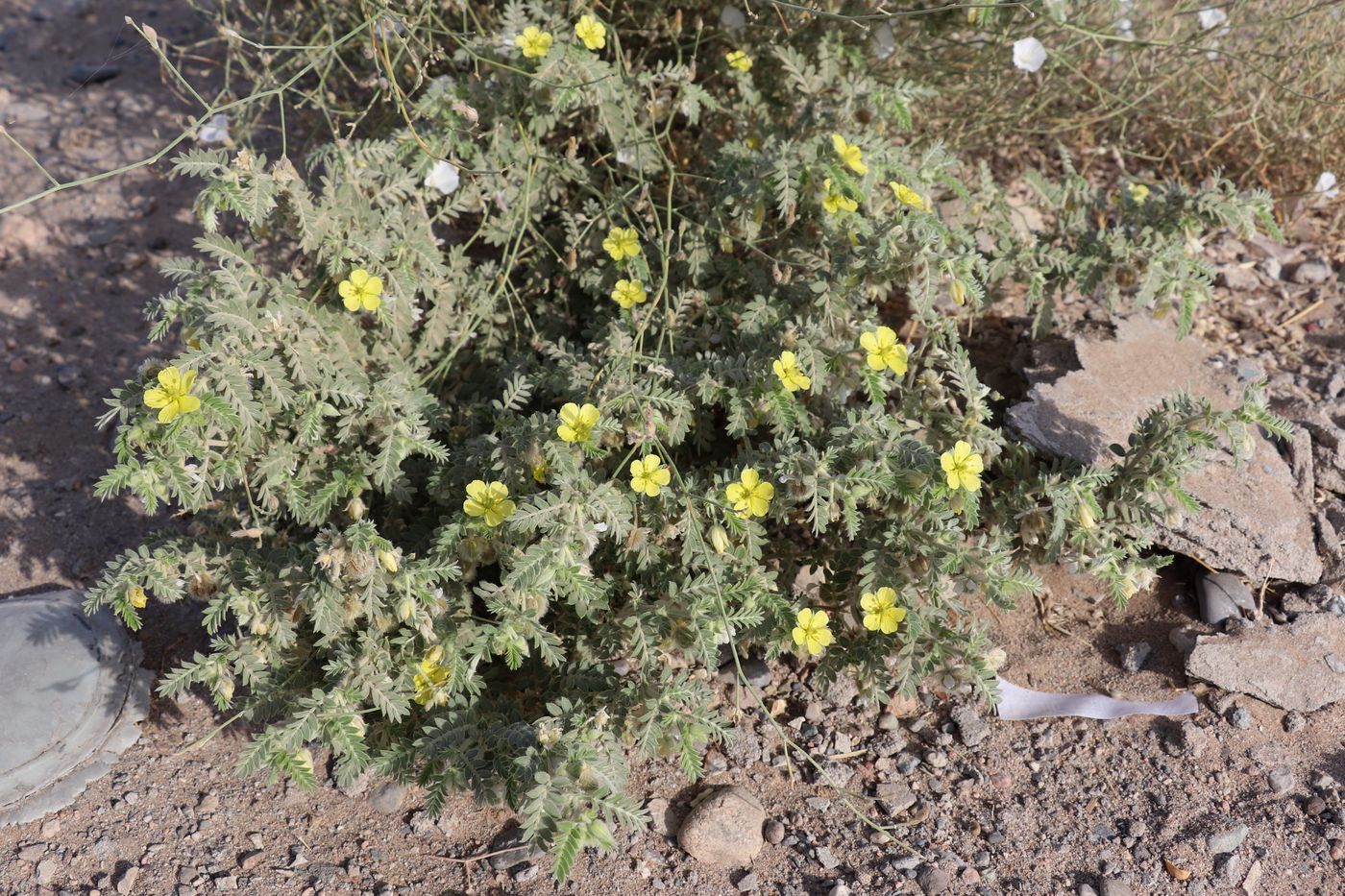 Изображение особи Tribulus macropterus.