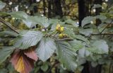 Sorbus × latifolia. Верхушка плодоносящей веточки. Москва, ГБС РАН, дендрарий. 15.09.2022.