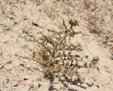 Salsola leptoclada. Плодоносящее растение. Узбекистан, Наманганская обл., Папский р-н, 15 км СЗЗ г. Пап, глинистая полупустыня. 20 сентября 2022 г.