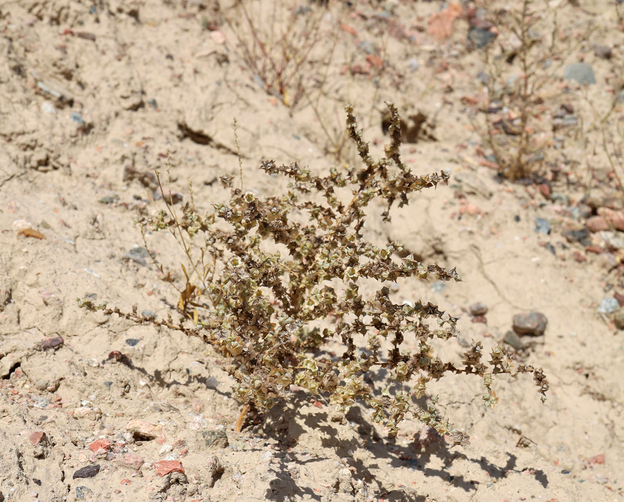 Image of Salsola leptoclada specimen.