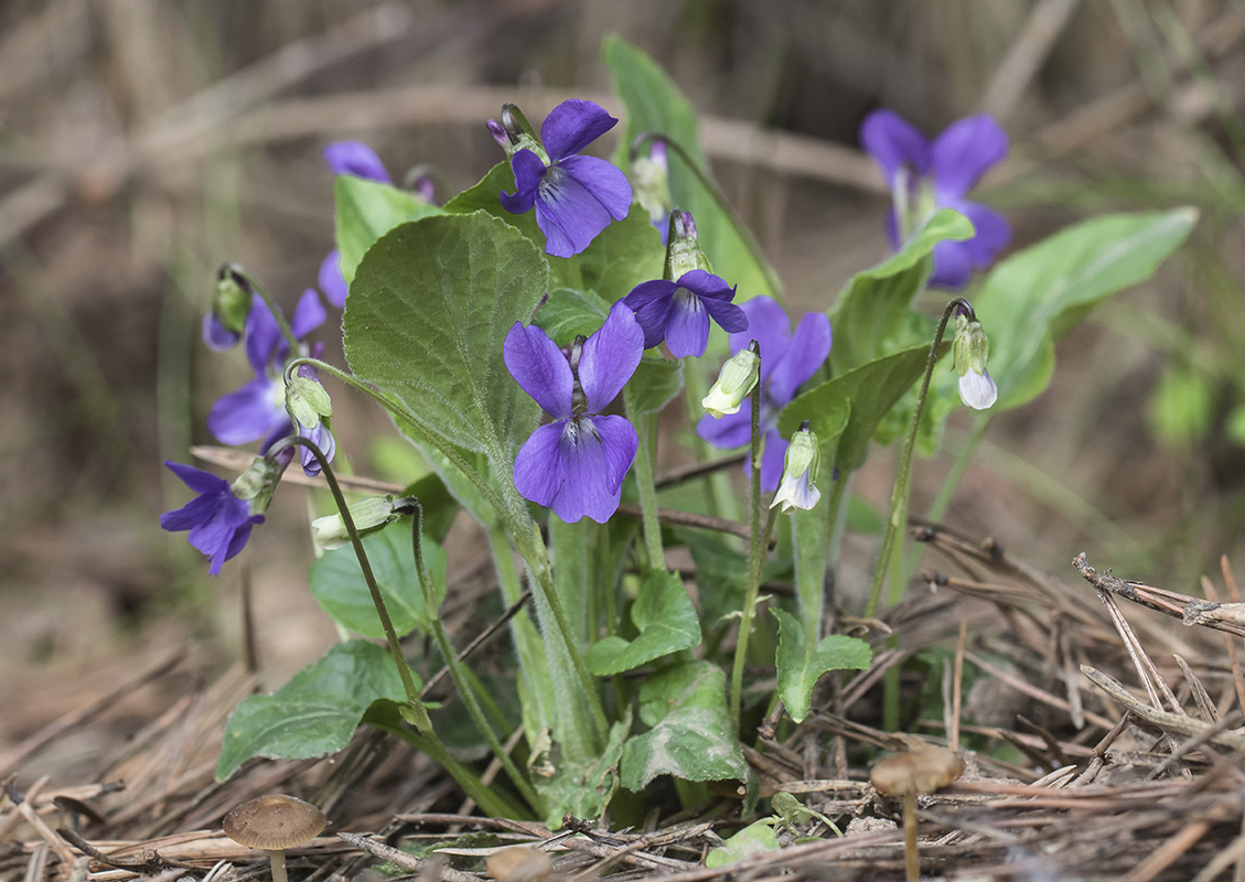 Изображение особи род Viola.