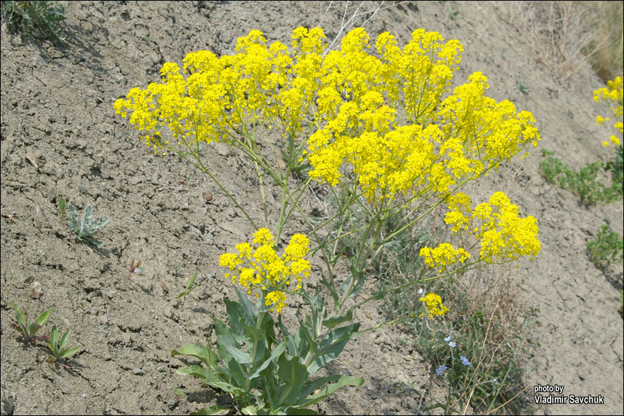 Image of Isatis littoralis specimen.