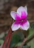 Cyclamen persicum. Цветок. Израиль, г. Бат-Ям, на газоне. 22.12.2022.