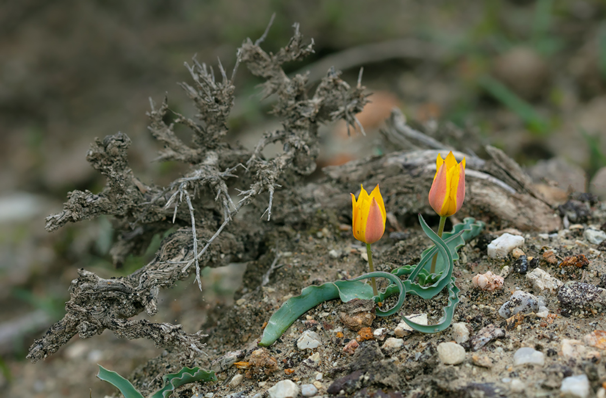 Image of Tulipa ferganica specimen.