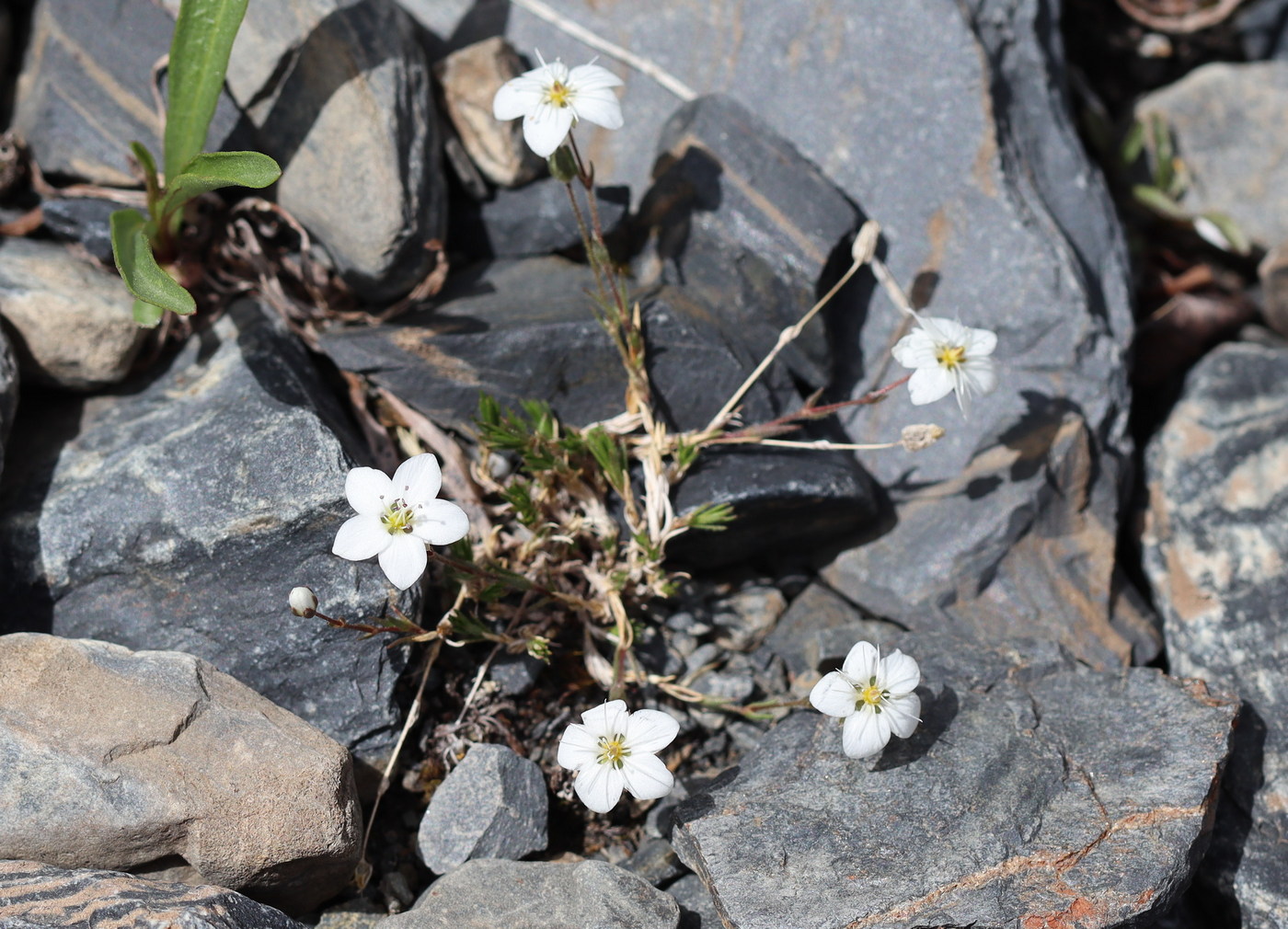 Image of Minuartia verna specimen.