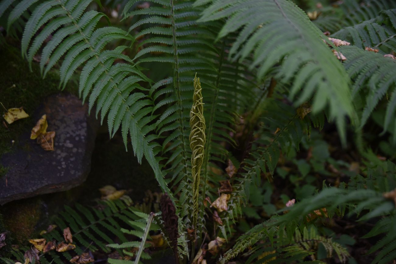 Image of Matteuccia struthiopteris specimen.