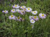 Bellis perennis