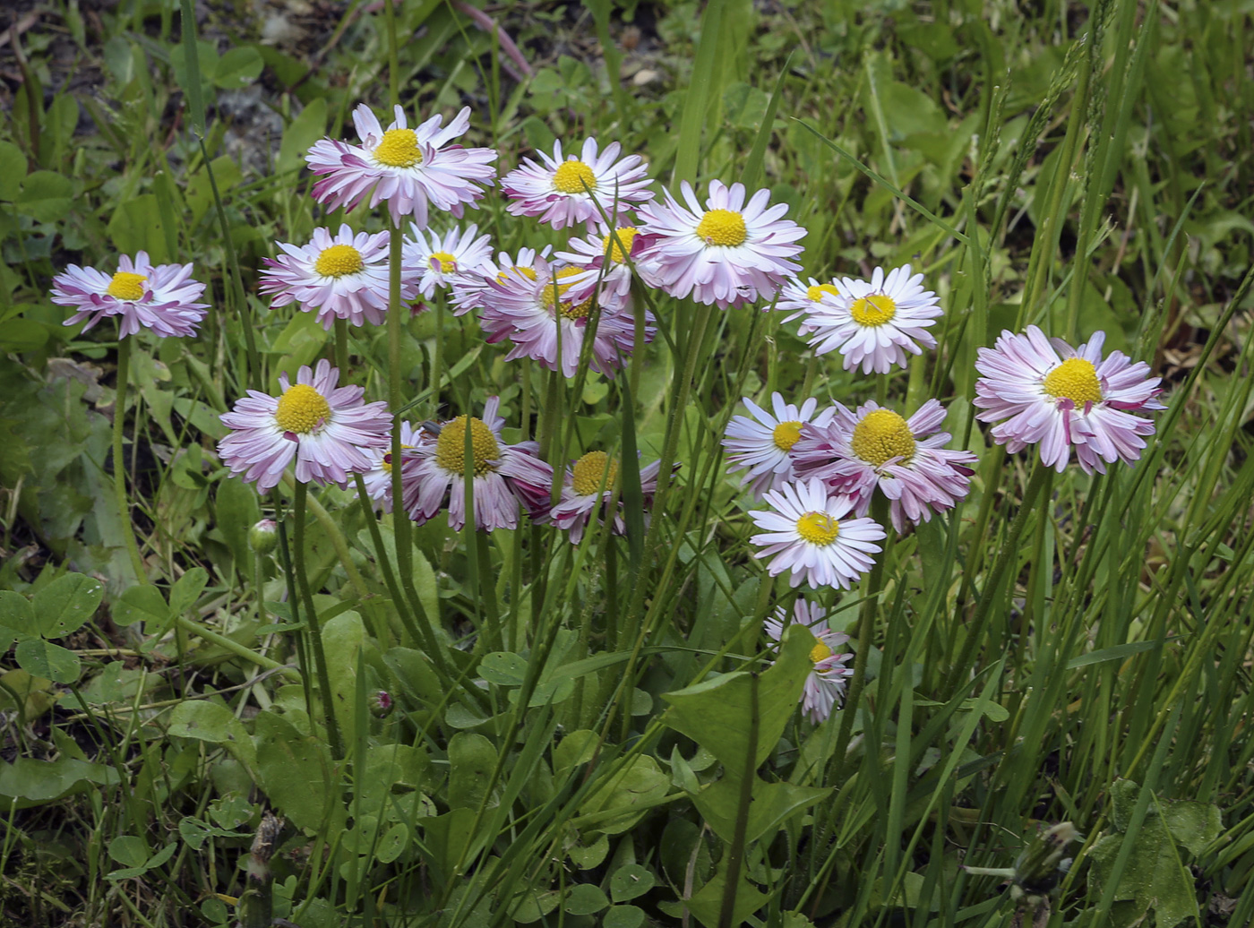 Изображение особи Bellis perennis.