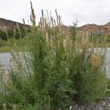 Myricaria bracteata