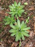 Sempervivum ruthenicum