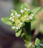 Valerianella turgida