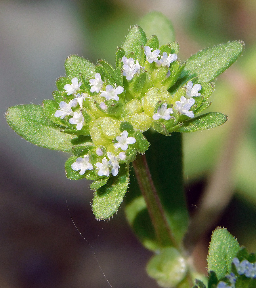 Изображение особи Valerianella turgida.