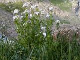 Cardamine uliginosa