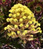 Aeonium arboreum