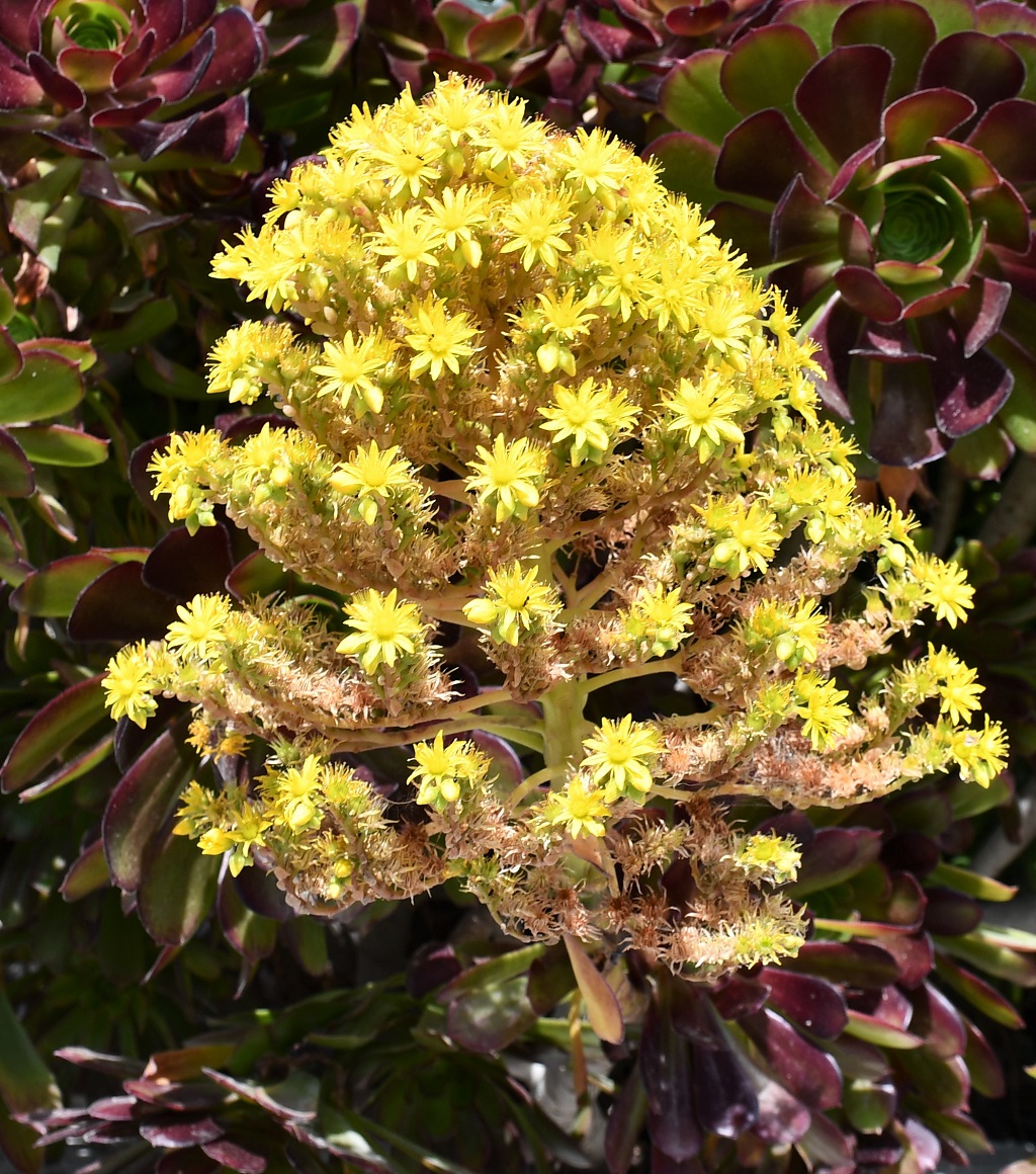 Image of Aeonium arboreum specimen.