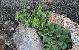 Mertensia maritima