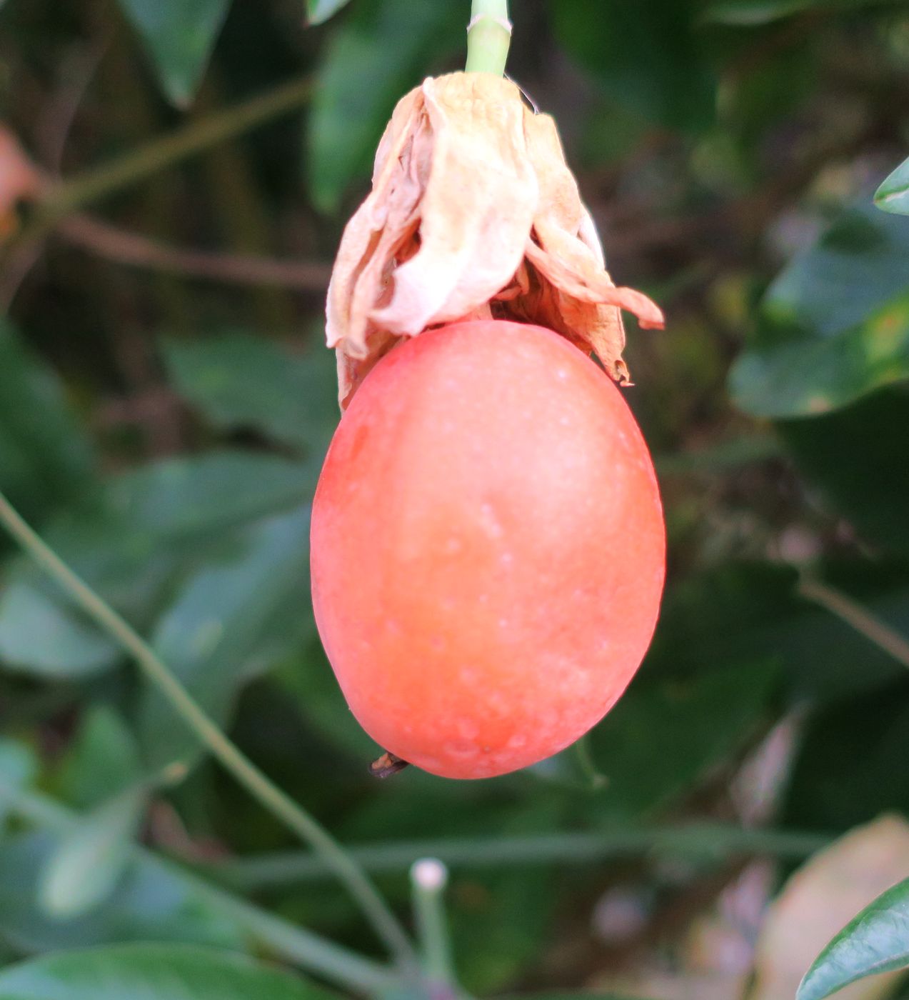 Image of Passiflora caerulea specimen.