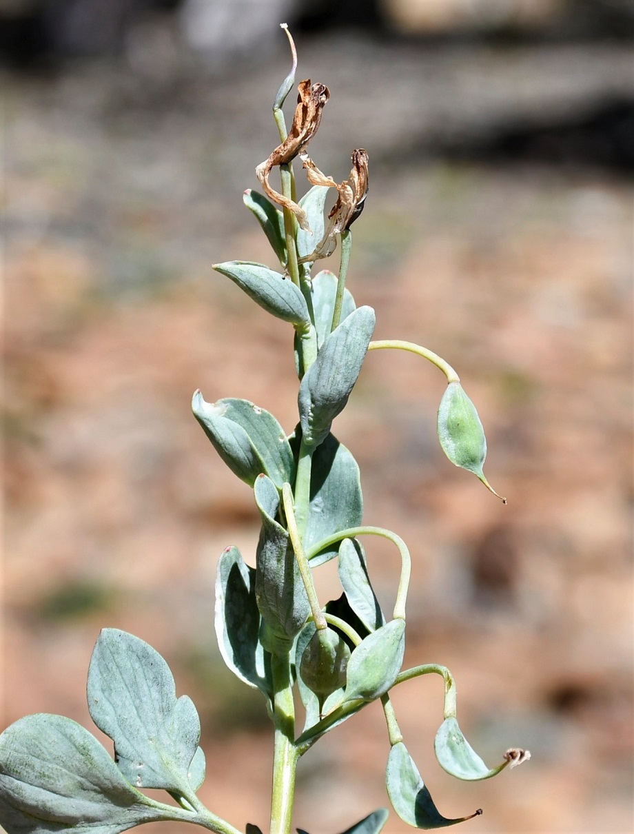 Image of Corydalis rutifolia specimen.