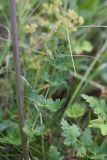 Apiaceae