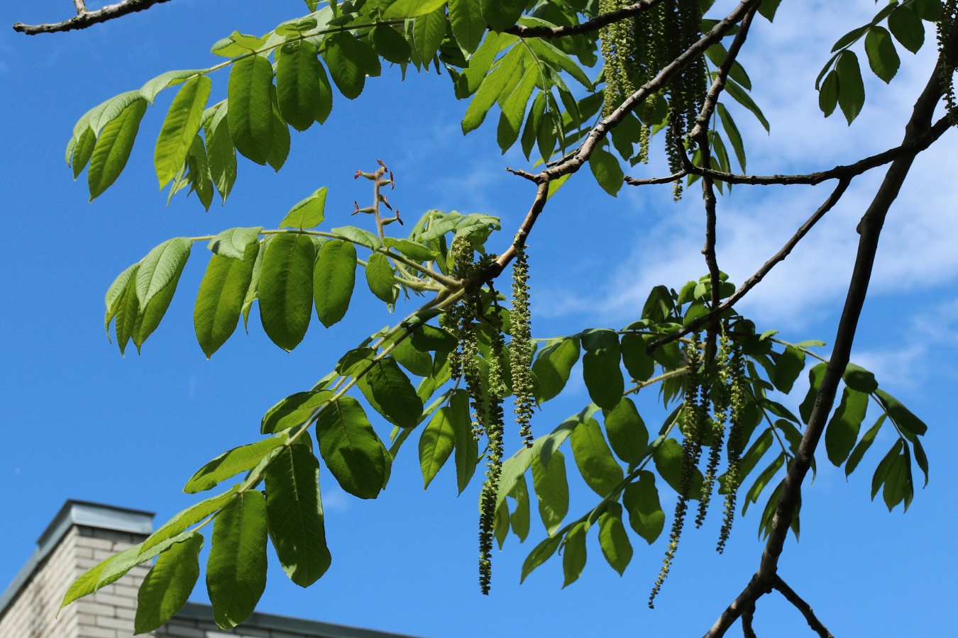 Изображение особи Juglans mandshurica.