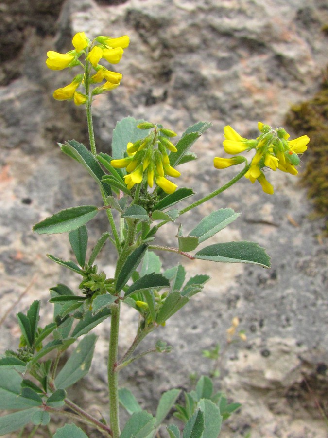 Изображение особи Melilotus neapolitanus.