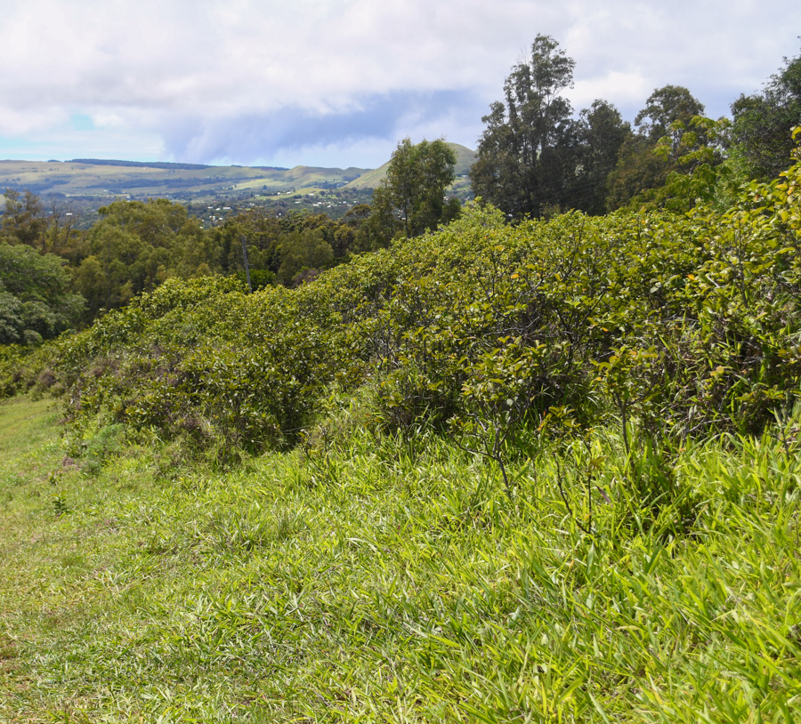 Image of Psidium guajava specimen.