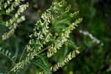 Astragalus galegiformis